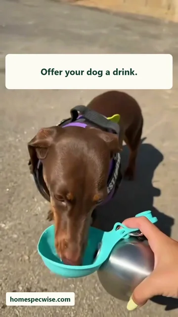 A dog drinking from a fold-out turquoise bowl in the supplied demonstration, adapted with English captions.